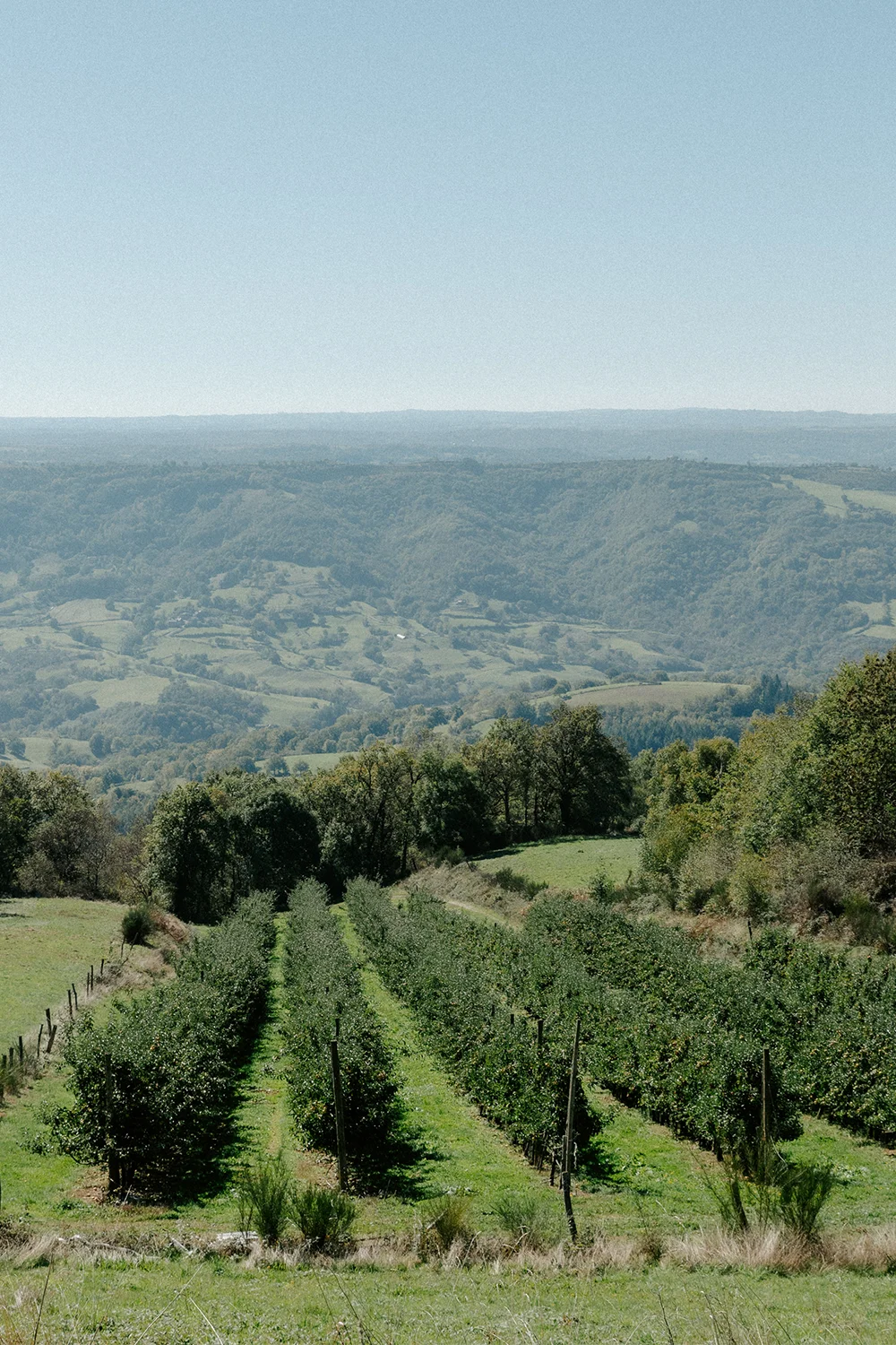Un de nos vergers à Pruines