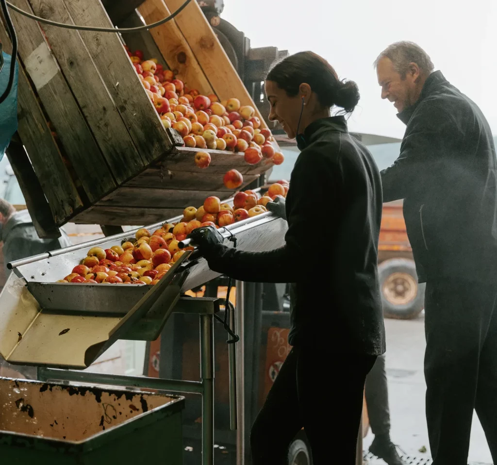 Etape pour la réalisation du jus de pommes de la Maison Pouget, étalage des pommes